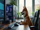 dogecoin-mining-mit-hiveos-eine-anleitung